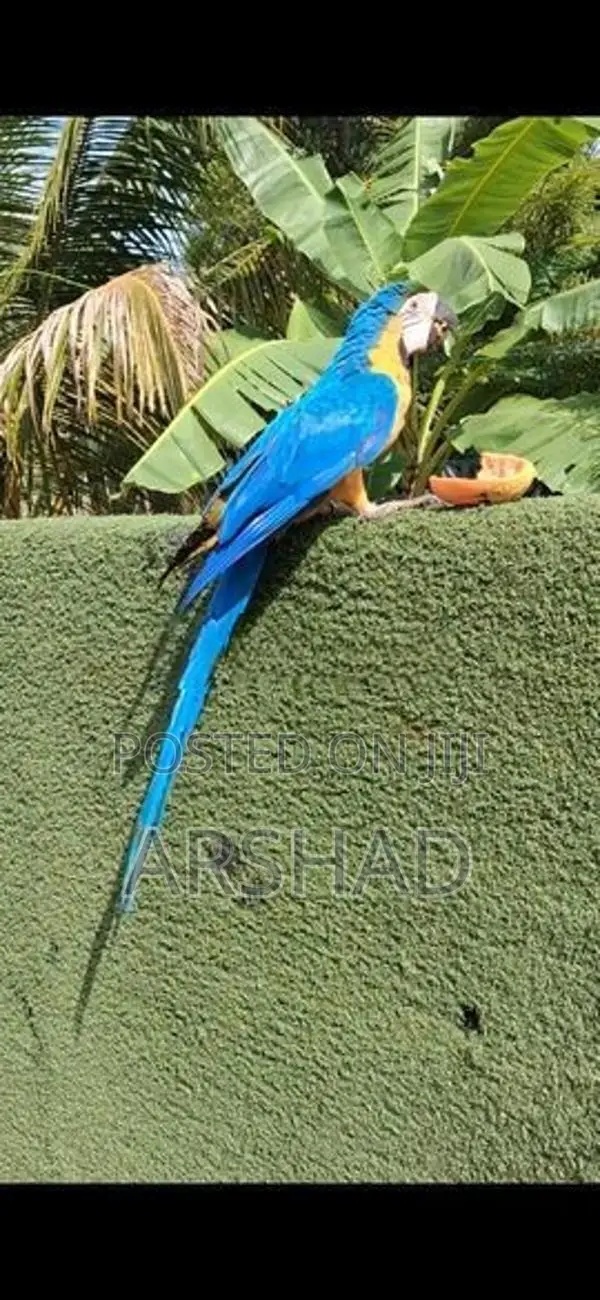 Macaw