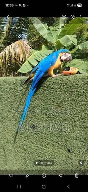 Macaw