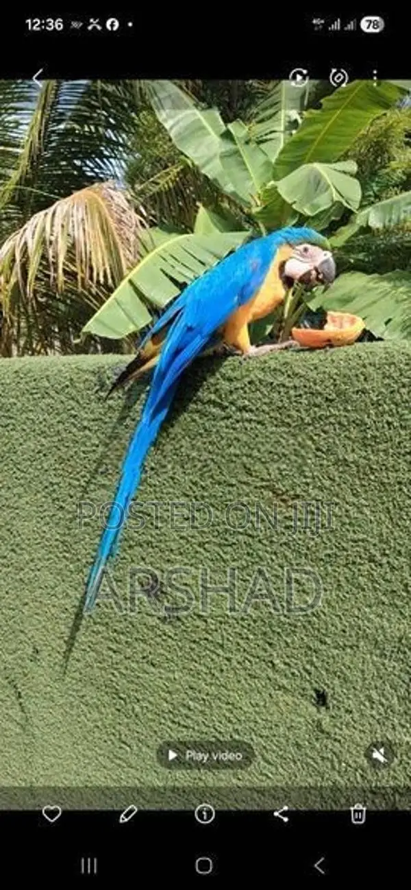 Macaw