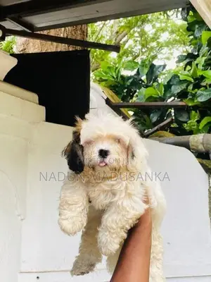 Shih Tzu