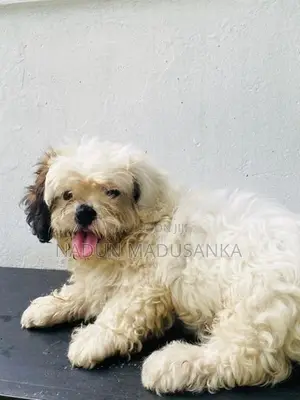 Shih Tzu