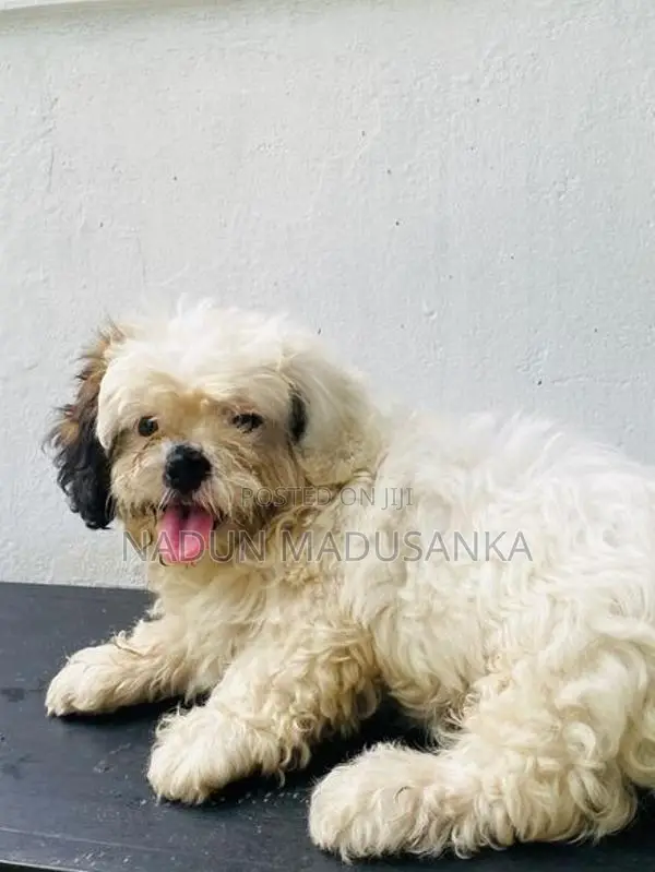 Shih Tzu