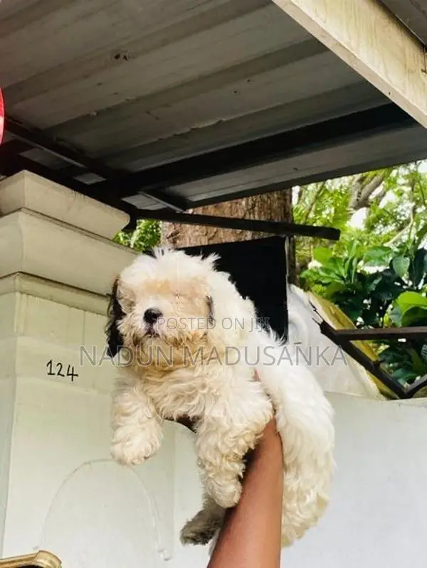 Shih Tzu