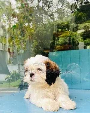 Shih Tzu