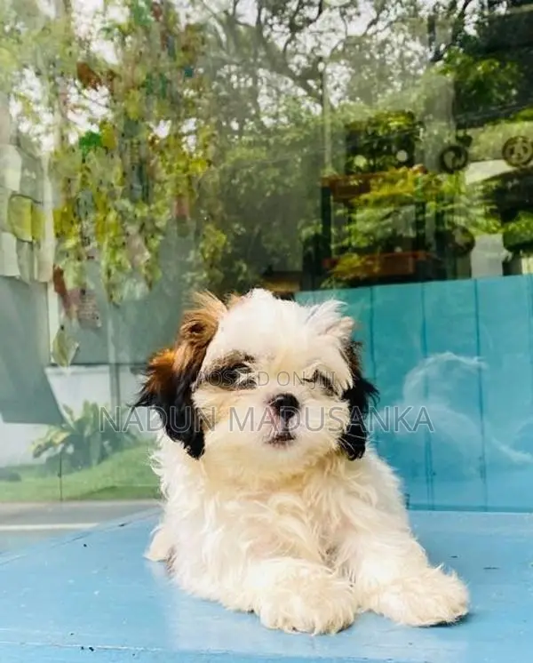 Shih Tzu