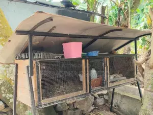 වටු කුරුලු කූඩුව