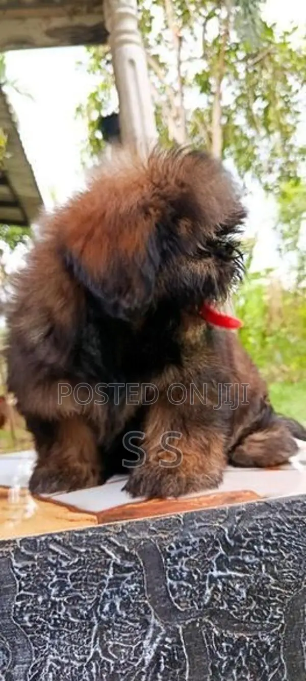 Shihtzu