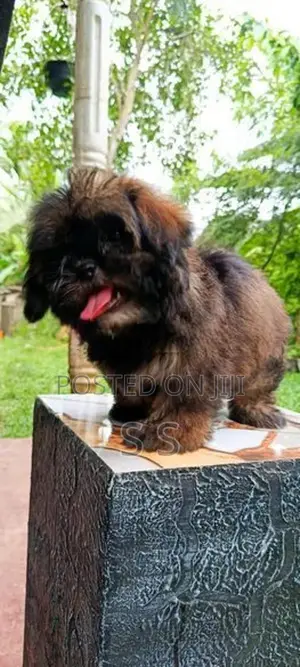Shihtzu