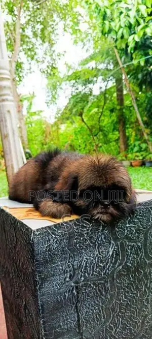 Shihtzu