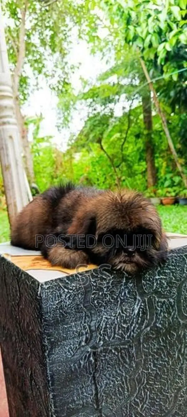 Shihtzu