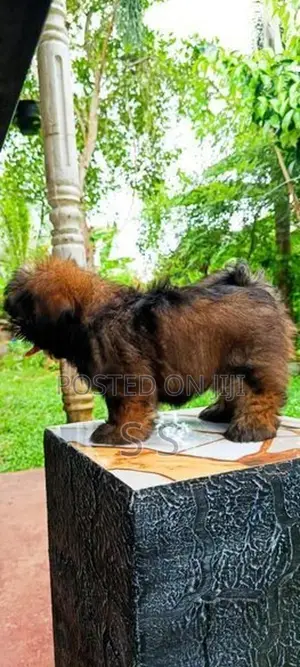 Shihtzu