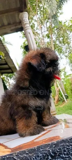 Shihtzu