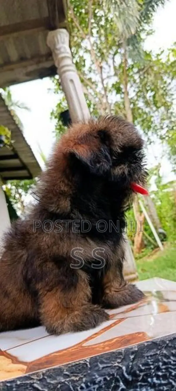 Shihtzu