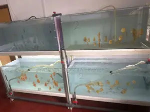 Discus Fish