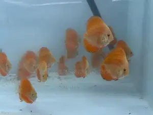 Discus Fish