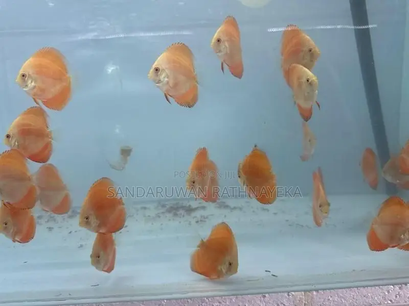 Discus Fish