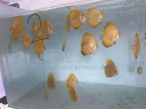Discus Fish