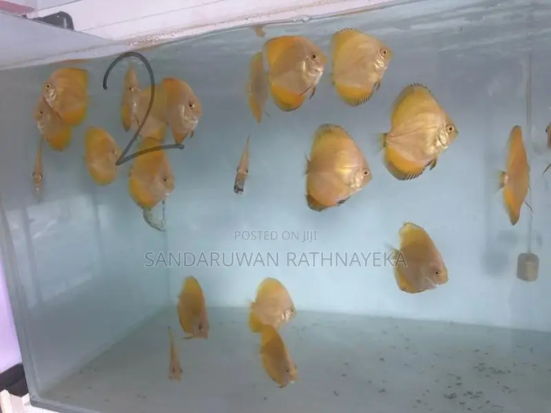 Discus Fish