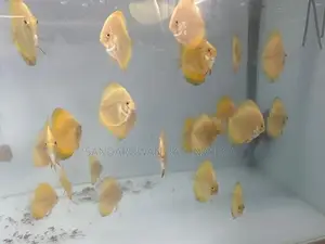 Discus Fish