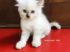 Quality Persian