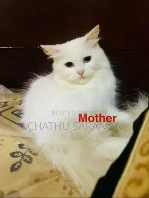 Quality Persian