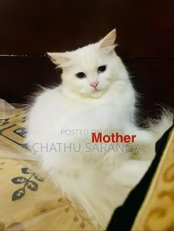 Quality Persian