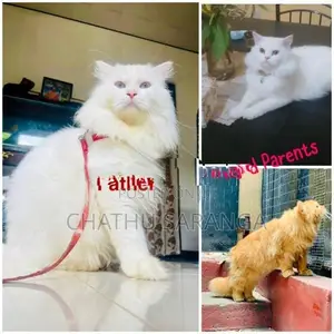 Quality Persian