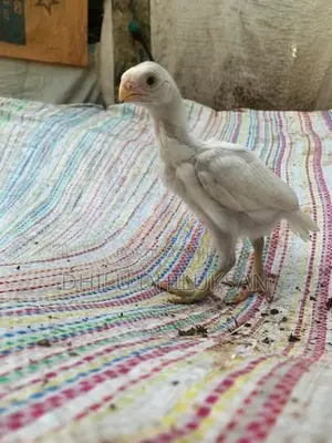 Velladiyan Chicks - Poultry