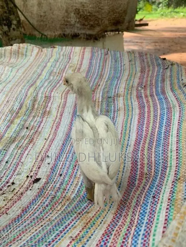Velladiyan Chicks - Poultry
