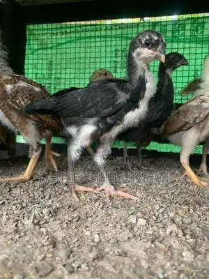 Velladiyan Chicks - Poultry