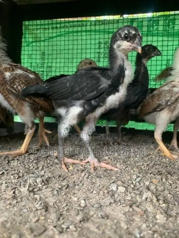 Velladiyan Chicks - Poultry