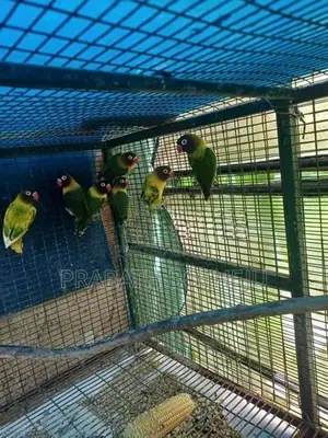 African Love Birds