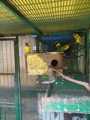 African Love Birds