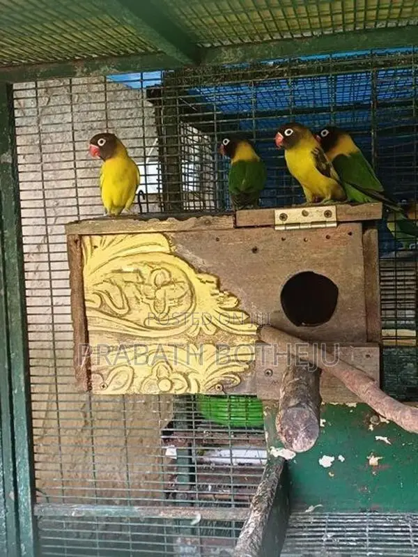African Love Birds