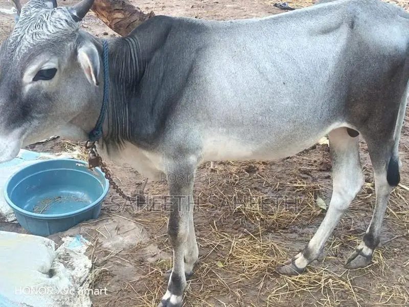 தரமான வண்டில் மாடு அவசரம்