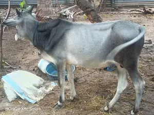 தரமான வண்டில் மாடு அவசரம்