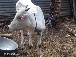 தரமான வண்டில் மாடு அவசரம்