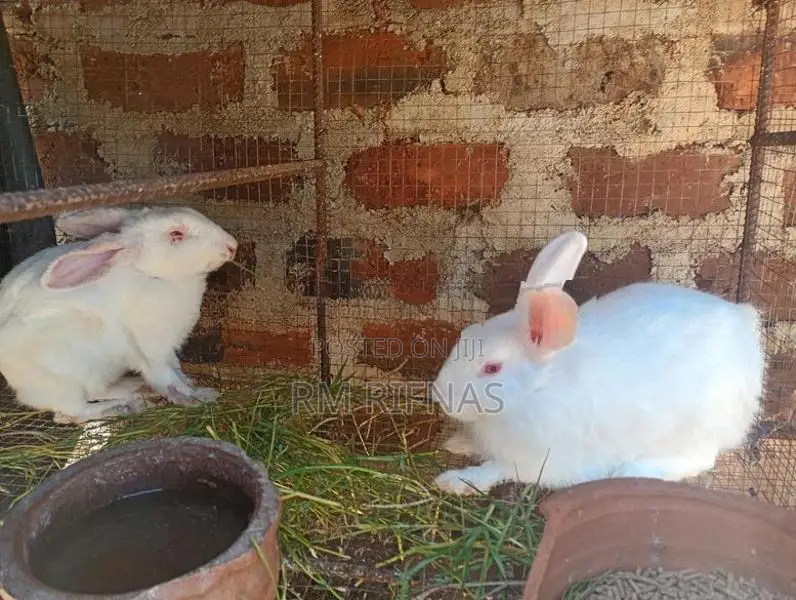Rabbits