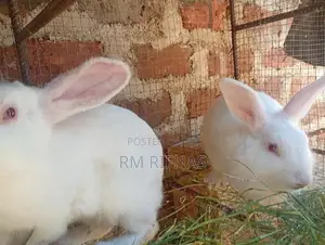 Rabbits