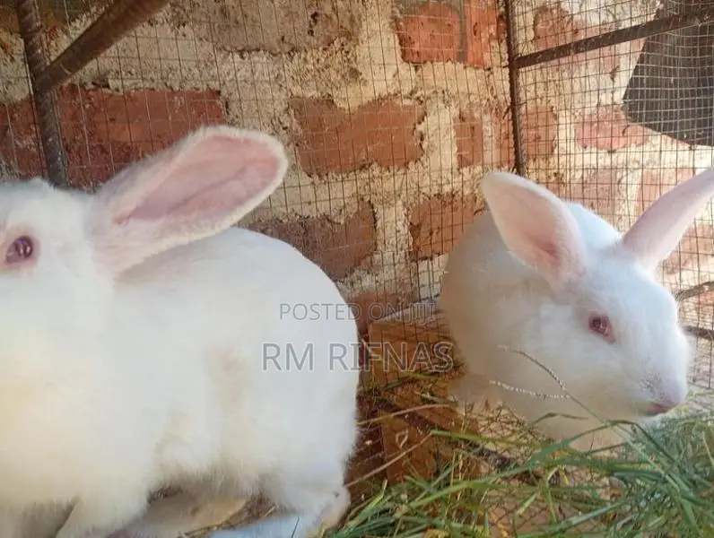 Rabbits