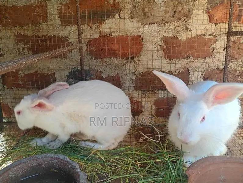 Rabbits
