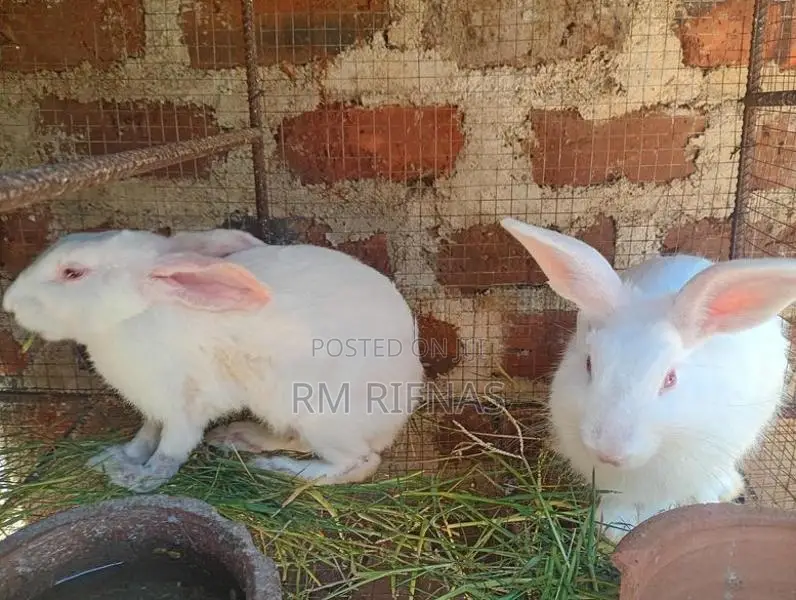 Rabbits