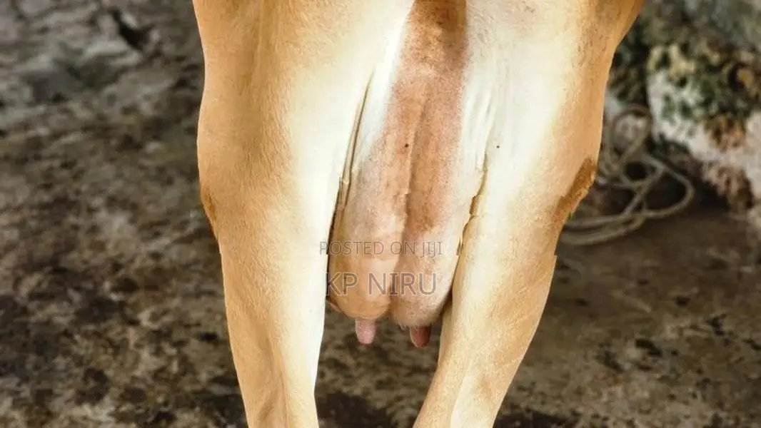 Milk Cow