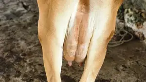 Milk Cow