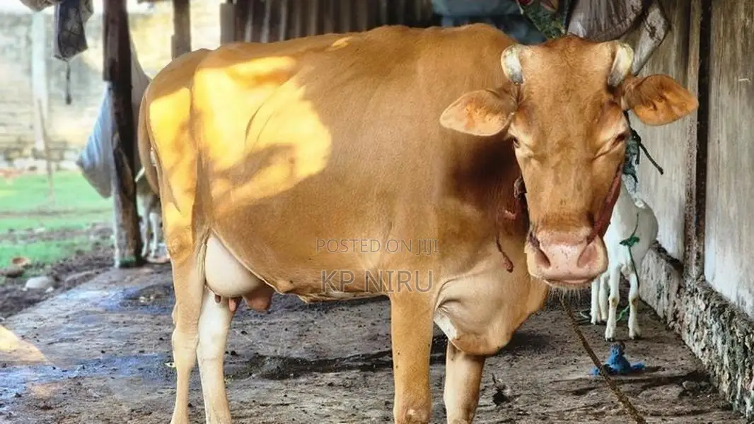 Milk Cow