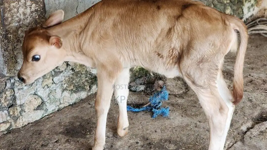 Milk Cow