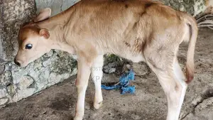 Milk Cow