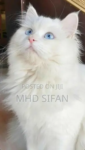 3 Beautiful Persian Cats 2 White With 1 Ginger