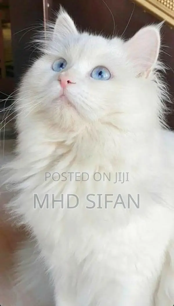 3 Beautiful Persian Cats 2 White With 1 Ginger