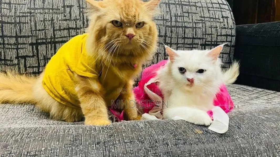 3 Beautiful Persian Cats 2 White With 1 Ginger